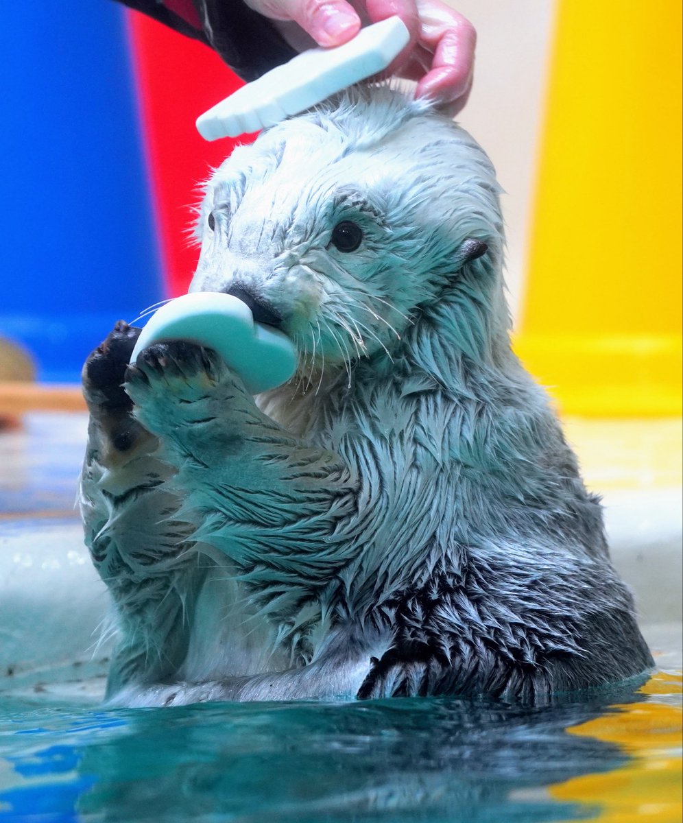 メイのハート🤍

#鳥羽水族館 
#メイちゃん 
#ラッコ