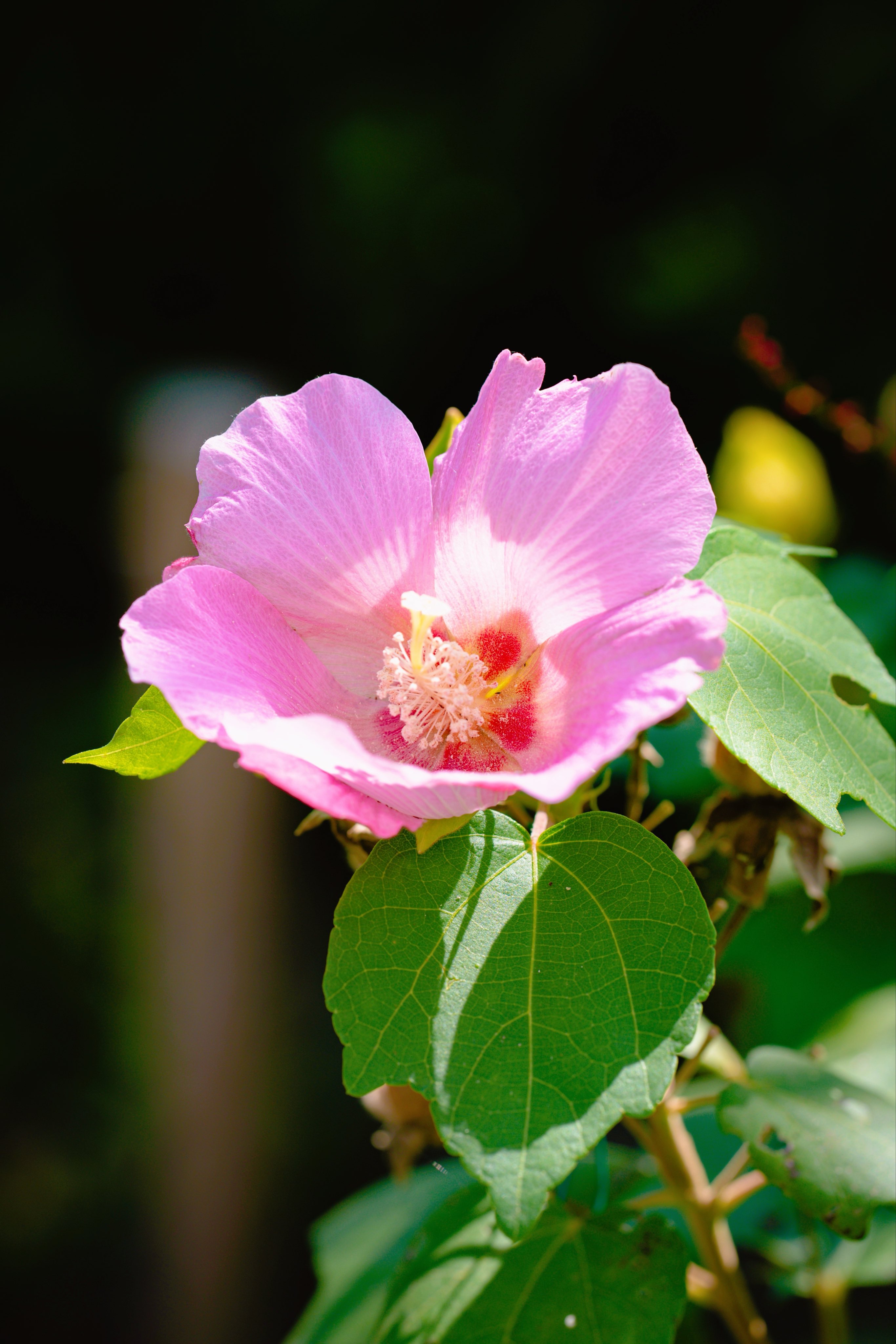 花木魚【35個まとめ】 花木魚【35個まとめ】 花木魚【35個まとめ】 花木魚【35個まとめ】