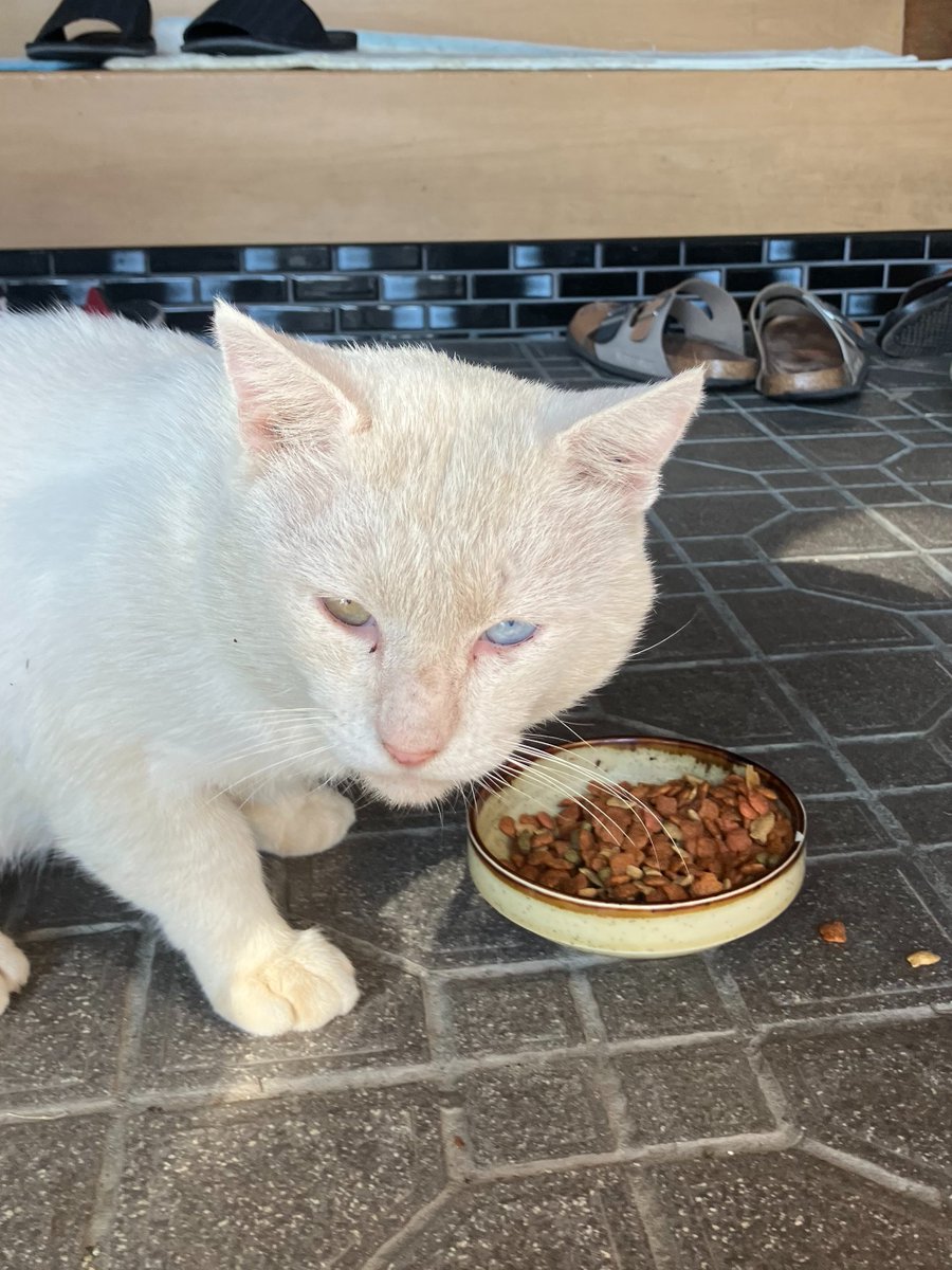最近住み着いた近所猫(ノラ)。

餌やり続けてたら慣れた様子。

おっと

オッドアイだなこいつ