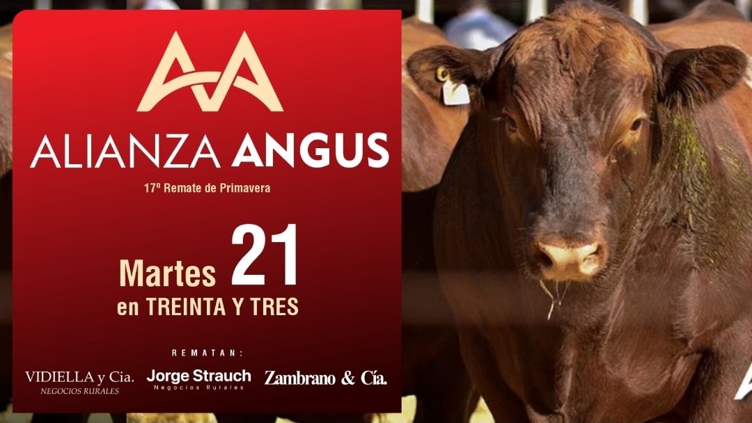 PREOFERTAS ABIERTAS CON IMPORTANTES BENEFICIOS!!!! 
👇🏻                                                👇🏻
preofertas.online/lotes_preofert…

📅 21 DE OCTUBRE EN LA FOMENTO DE TREINTA Y TRES 

<a href="/CampoCierto/">Campo Cierto</a>
<a href="/ZambranoyCia/">Zambrano & Cía.</a>
<a href="/jstrauchNR/">Jorge Strauch Negocios Rurales</a>
@escritoriovidiella 
<a href="/AngusUruguay/">Angus Uruguay</a>