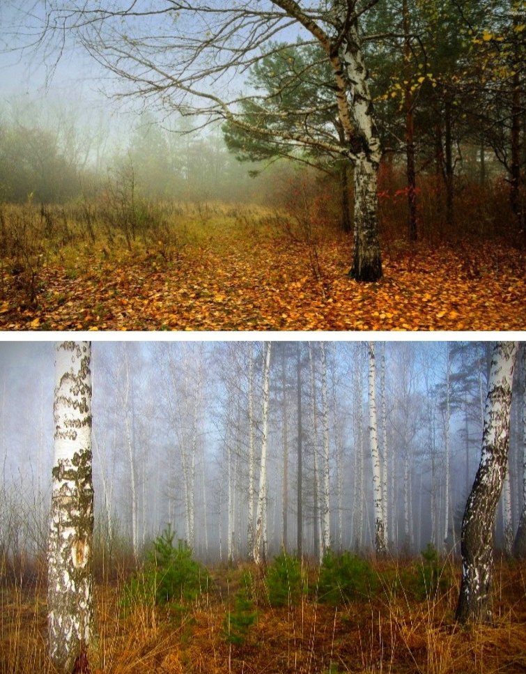 serlesnik's tweet image. Никогда не понимал по весне субботников наших. Люди скребут листву в мешки и потом это куда-то на свалку. Типа гнить всё будет, надо избавиться. Деревья удобряют сами себя! От людей не дождешься! Только в лесу гармония, здесь человека нет, тихо и спокойно. 
Утра, друзья! 😉✌✊