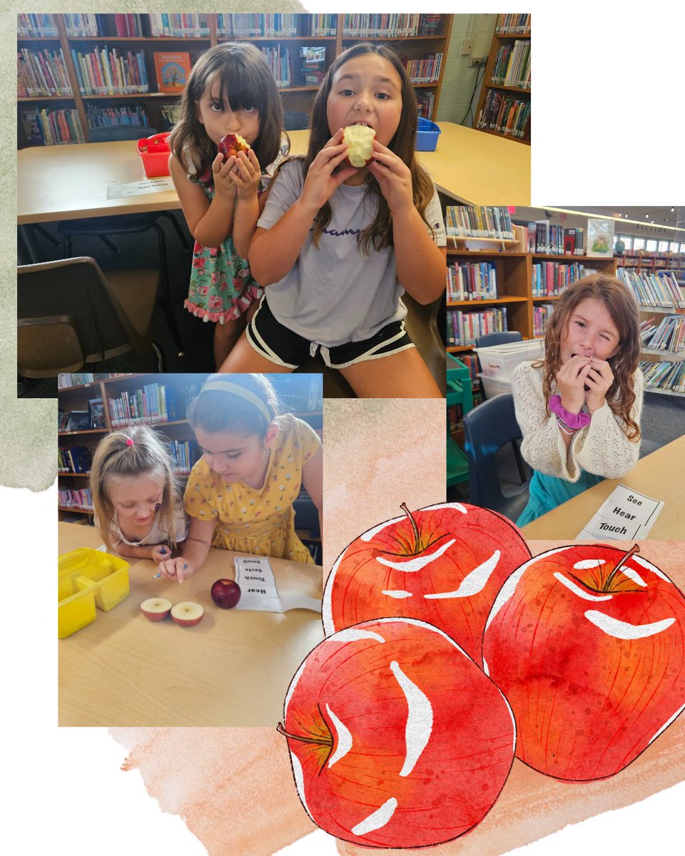 PViewSPS's tweet image. In celebration of Farm to School Month, students are competing to see which State can get the most “crunches” into locally-grown produce. 2nd graders sampled Johnathan Apples.  @officialsps #FarmToSchool, #MOCrunchOff #spslib