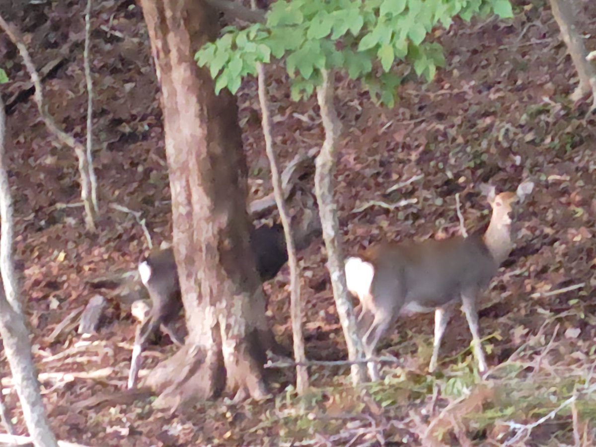 atsuga705kosabu's tweet image. 昨日の桜並木、落ちかけてきた夕日が当たって、紅葉の色が艶やかに見えました😆👍と歩いていたら、鹿🦌さんが2頭いました😊

#WindWorks
#さくらのうた
#福田洋介作曲
youtu.be/JI2N8XfKkmw?si…
秋に聴いても素敵✨🍀