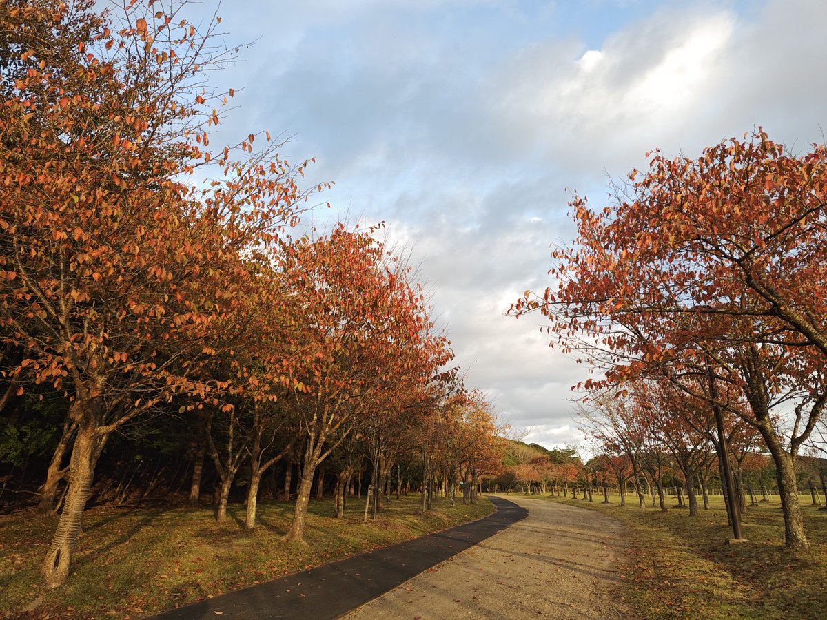 atsuga705kosabu's tweet image. 昨日の桜並木、落ちかけてきた夕日が当たって、紅葉の色が艶やかに見えました😆👍と歩いていたら、鹿🦌さんが2頭いました😊

#WindWorks
#さくらのうた
#福田洋介作曲
youtu.be/JI2N8XfKkmw?si…
秋に聴いても素敵✨🍀