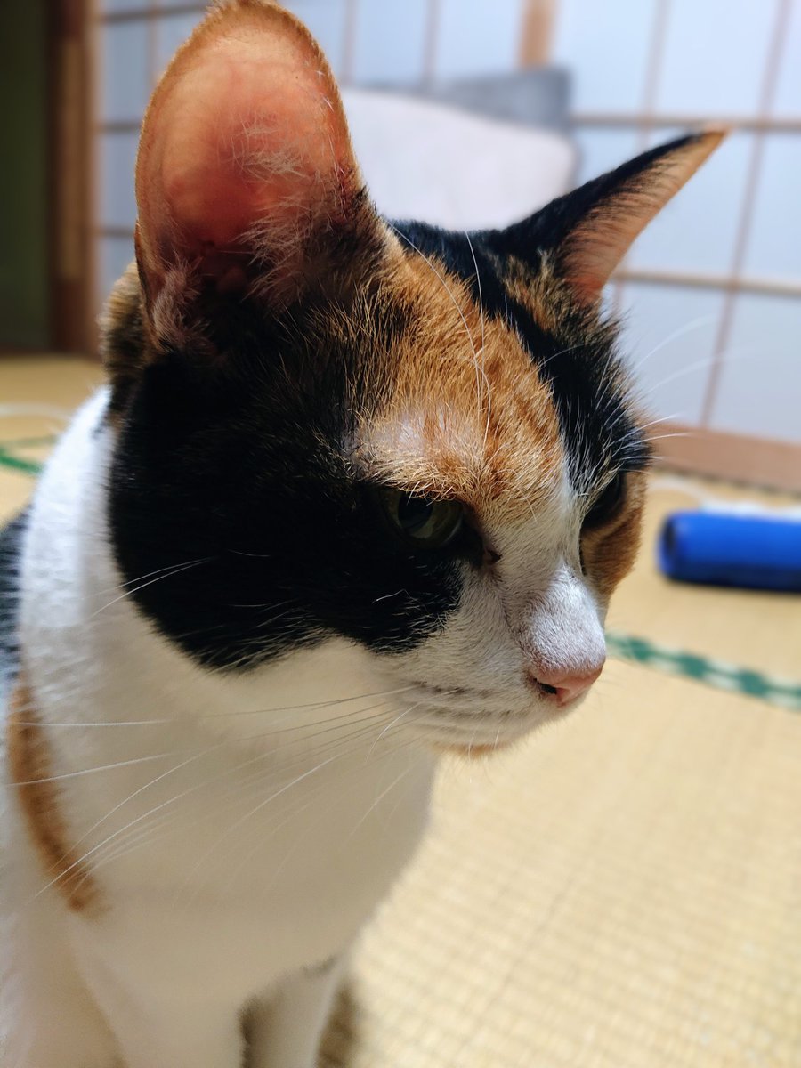5年前(2020年)の今日

在りし日のちろ

晩ご飯食べて大あくび

きなこも眠くなったかな

のんびりゆったり秋の夜
#猫好きさんと繋がりたい 
#猫のいる幸せ 
#猫のいる暮らし𓃠 
#猫のいる日常 
#白猫 
#三毛猫