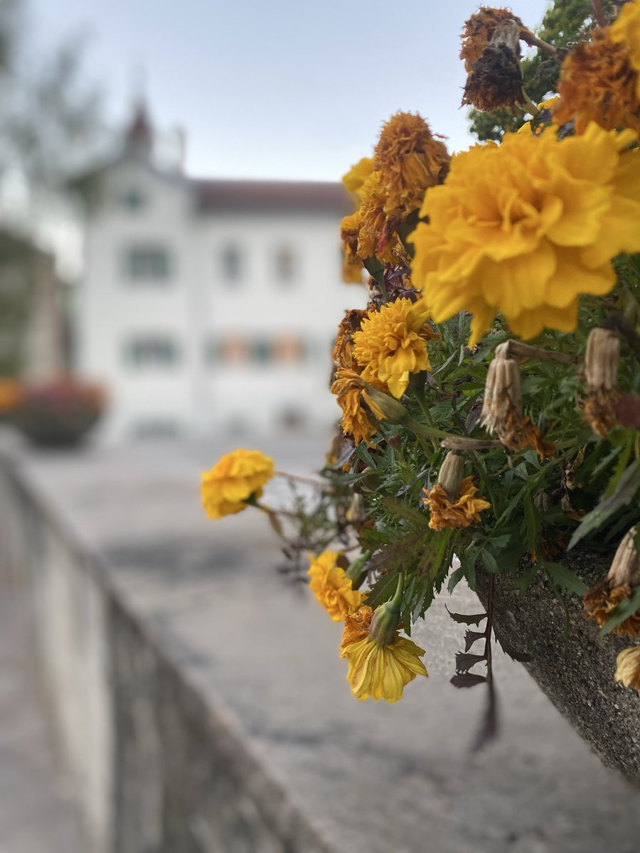 Sonia Zuccaro tweet media