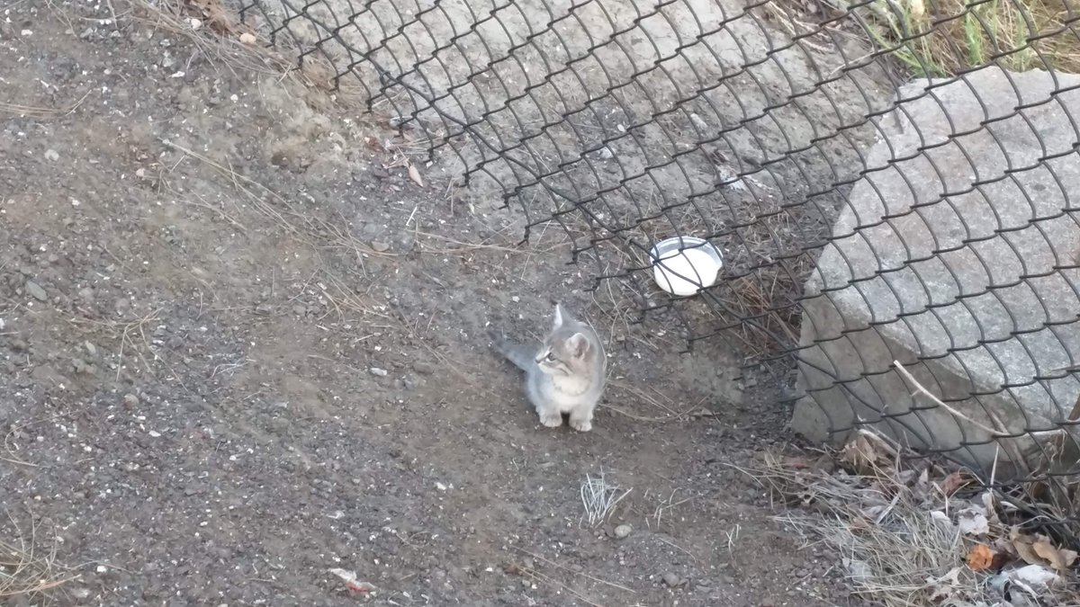 HS58803855's tweet photo. @DailyPicTheme2 This kitten was lost 😔. It needed #help 
#DailyPi https://t.co/B5k9M5eH32
