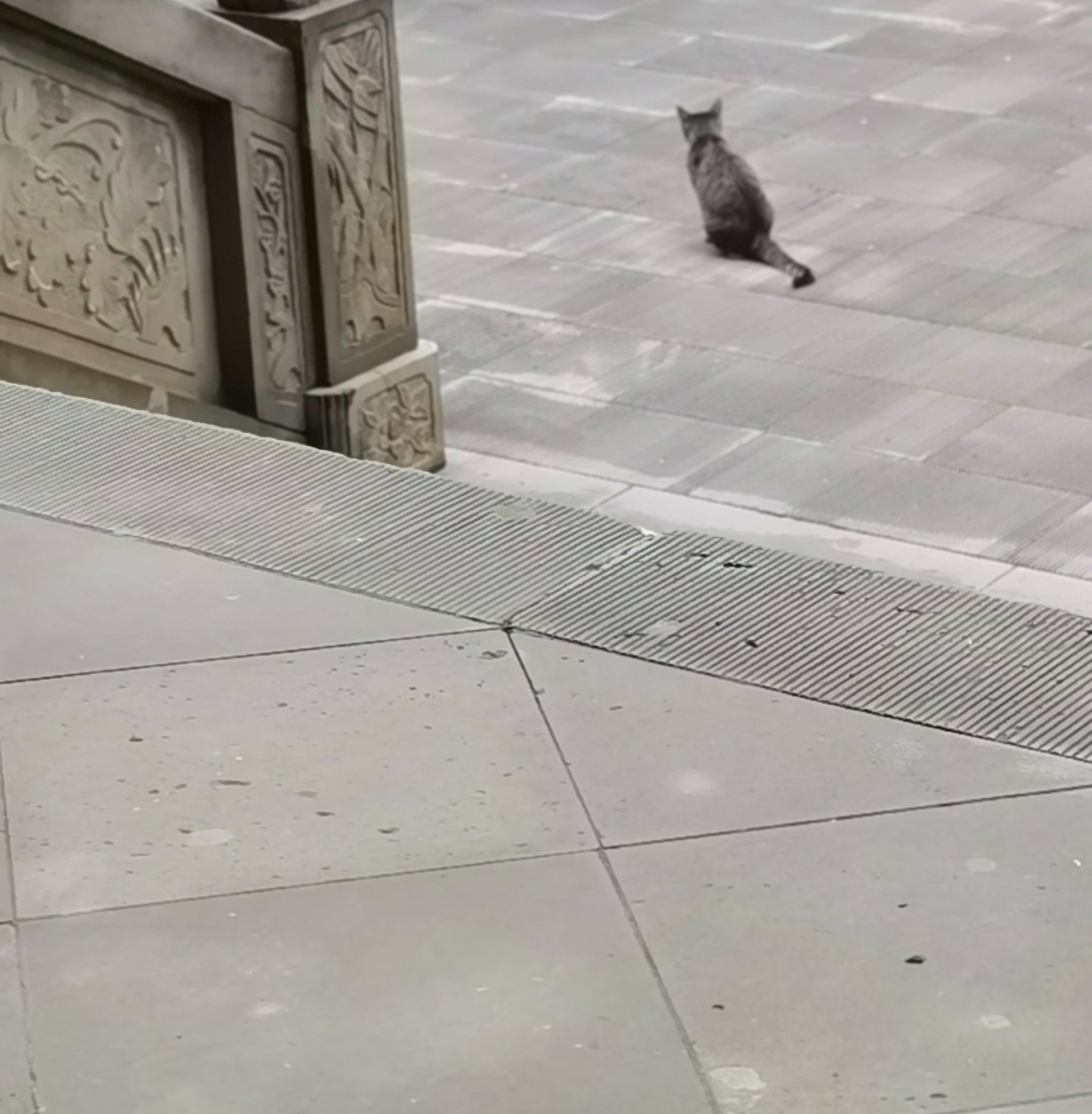 猫猫 カード検索 ｜ Z/X - Zillions of enemy X - ゼクス公式サイト