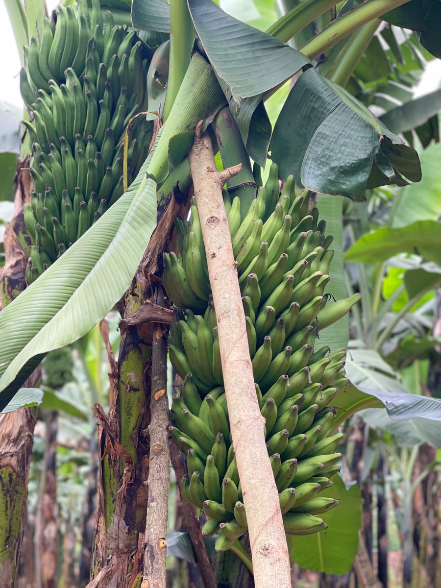 Organic Banana Farming🍌