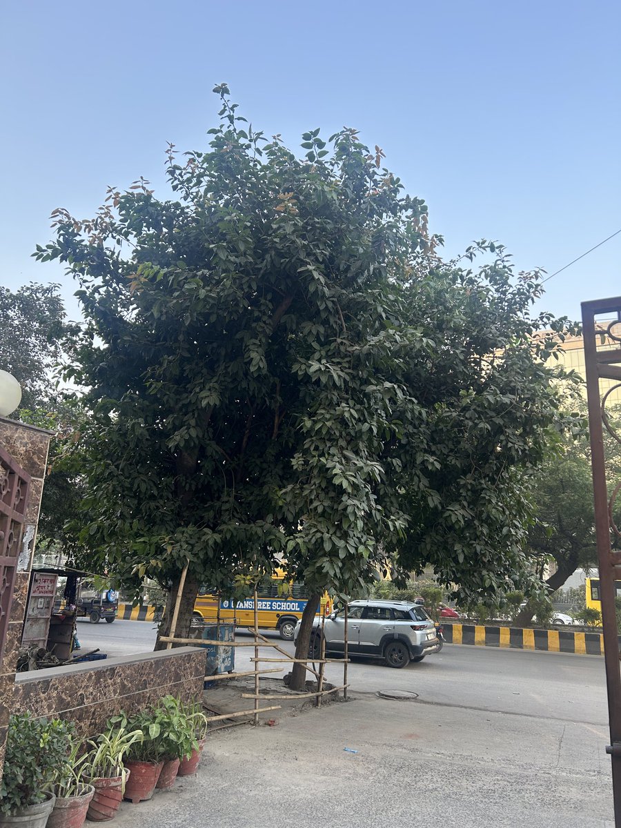 hearing_connect's tweet photo. @AMRUTCityGzb @SwachhBharatGov @MoHUA_India @SBM_UP @myogiadityanath @myogioffice Request from Nagar Nigam to kindly clean the area infront of Pinnacle Tower Ahinsa Khand-2, Indirapuram. Trees Trimming and Garbage pickup opposite to Yashoda Medicity on Priority basis. https://t.co/KLaXgpy66l