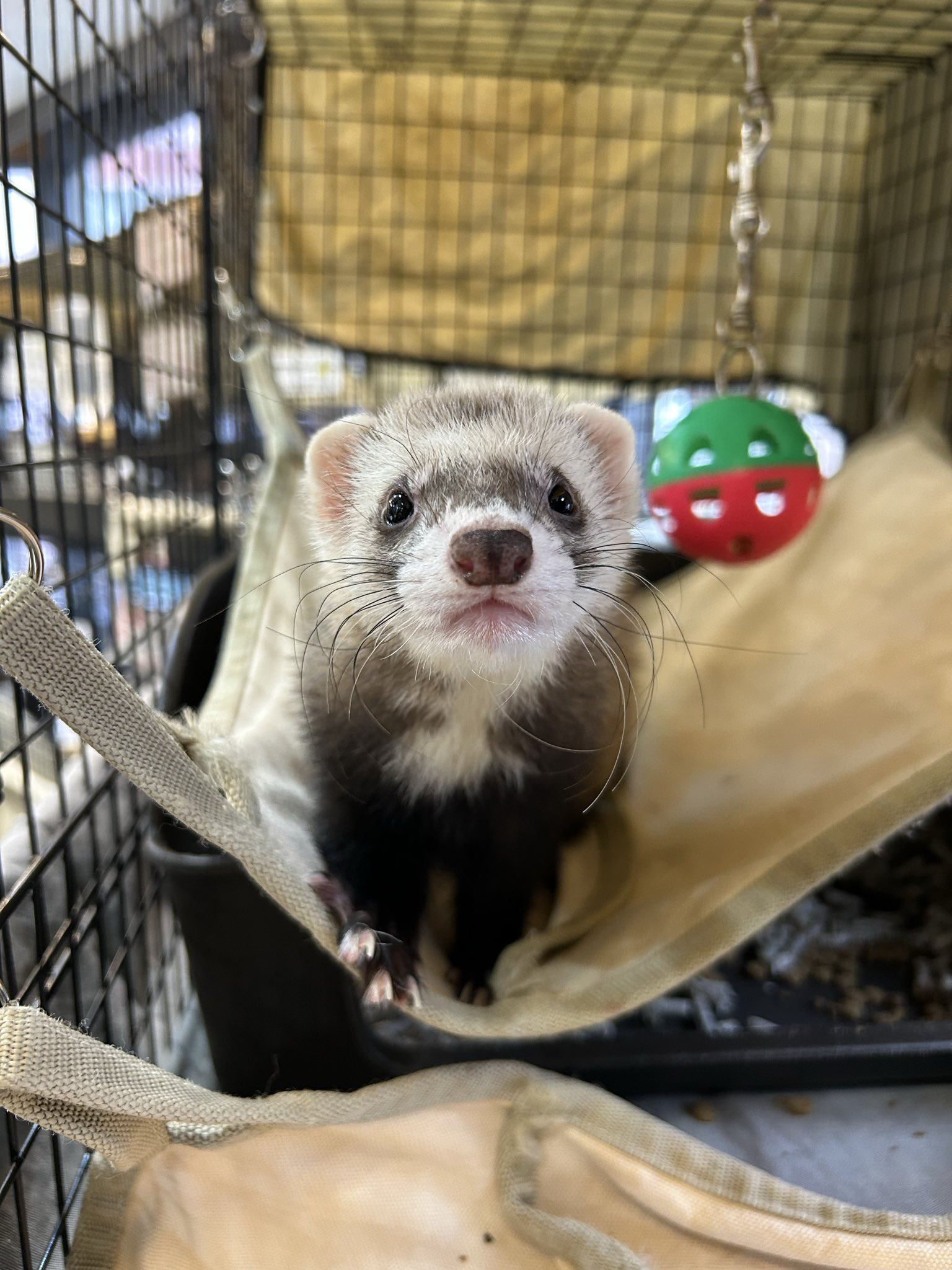 フェレットちゃんマスコット❤️オーダーページ フェレットワールドららぽーと店 on X: 