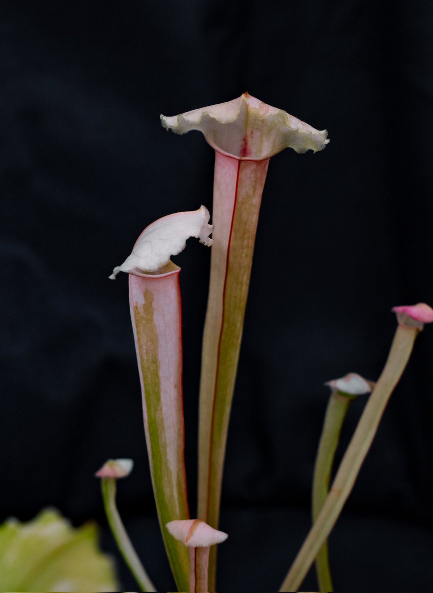 zczza2's tweet image. Whoo hoo 貌似做出来不得了的东西！