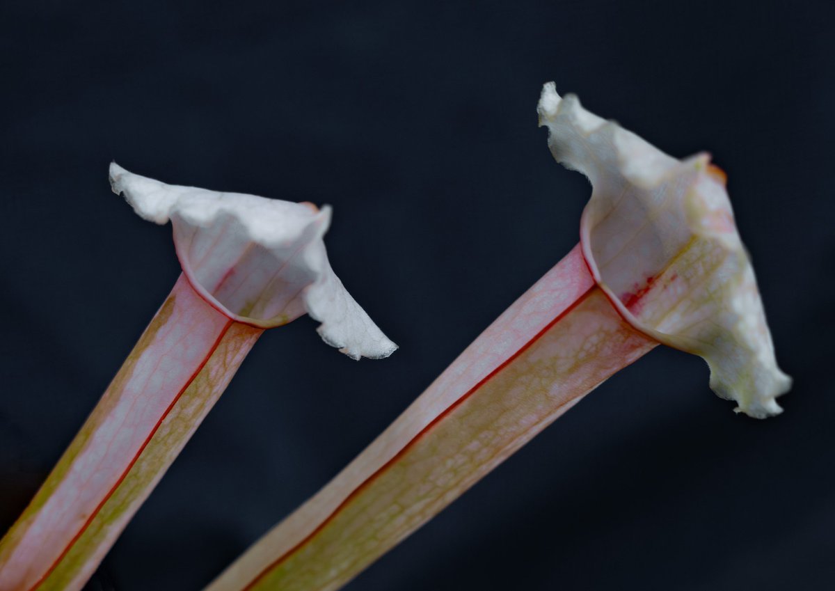 zczza2's tweet image. Whoo hoo 貌似做出来不得了的东西！