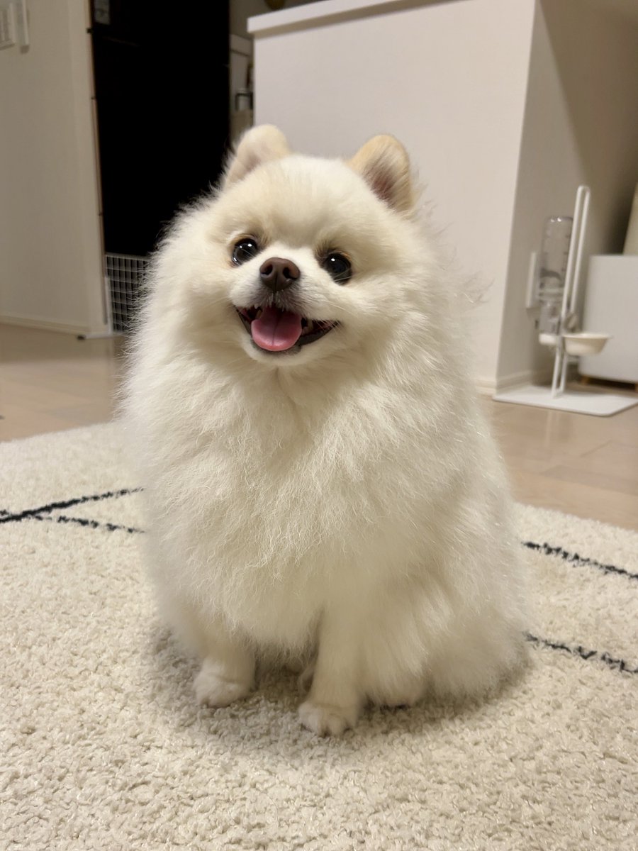 犬を飼うメリット

第一位　犬が飼える