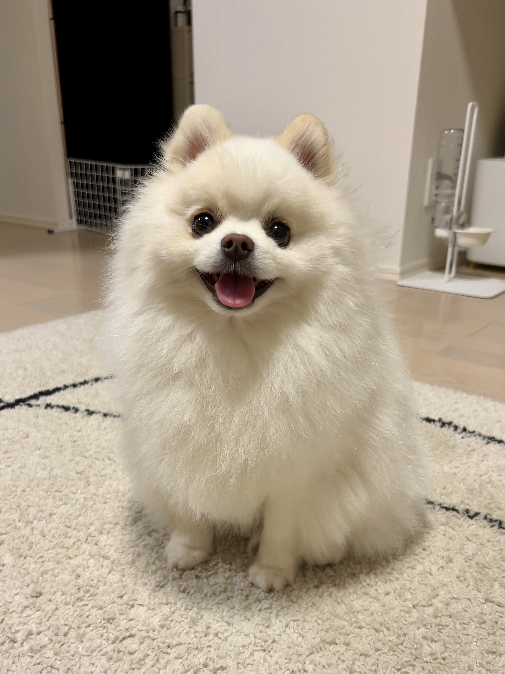 ポメラニアンの人様 教祖様おーちゃん☆ on X: 