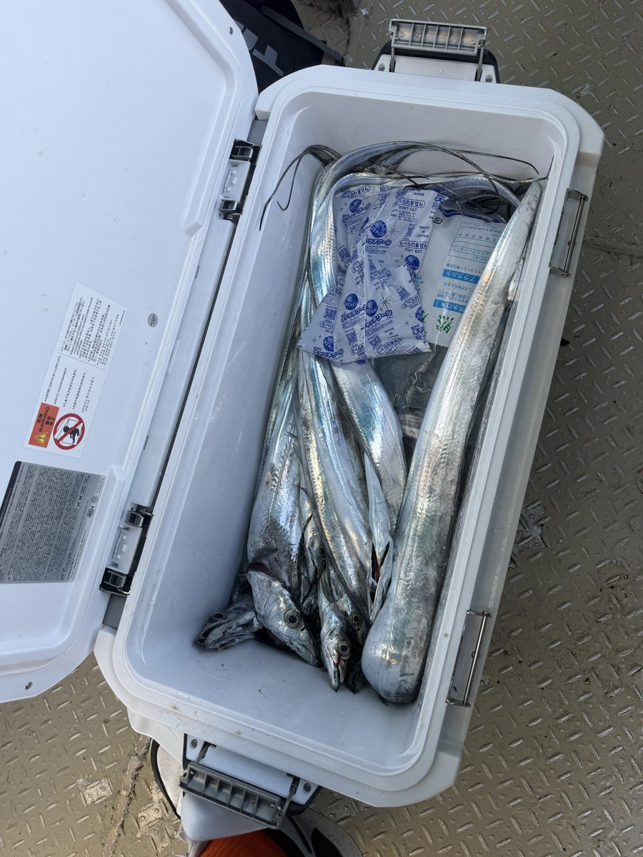 本日太刀魚day
手動で水深100m超えはだいぶ疲れたけど23匹ゲットでフィニッシュ！