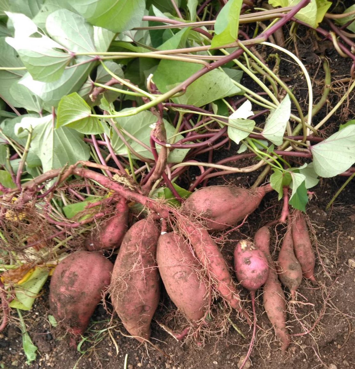 庭でさつまいも植えたら見事に育つた🍠ほんの一部