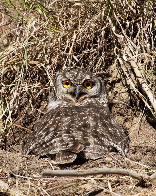 Nature’s master of disguise 🦉 This Spotted Eagle-Owl has made her nest near The Villa - not in a tree, but on the ground among the rocks. Thanks to the untouched areas around the estate, she’s found the perfect spot to raise her owlets in peace. #JordanWineEstate #CapeWinelands