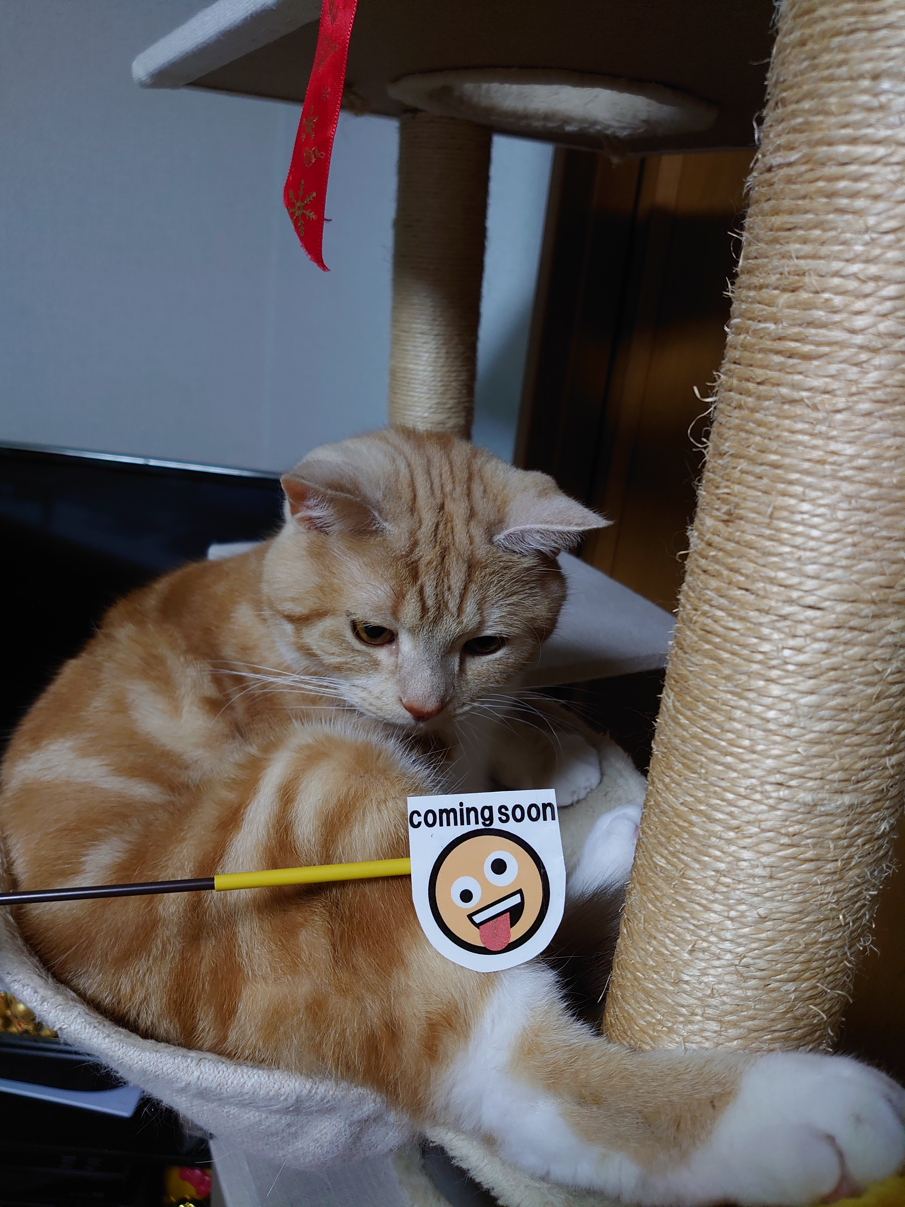 かにゃページです。 かにゃを探せww#shorts - YouTube