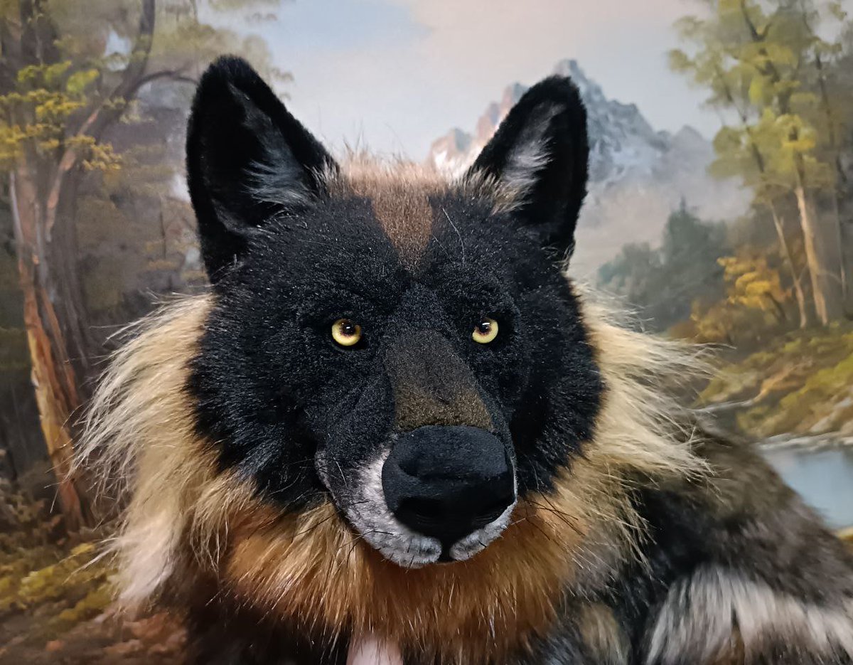 All done with this fella.
The colors and fur lengths were fun to play with ^^
They will be off to their new home shortly.
More photos here freakhoundstudios.com/wolf46