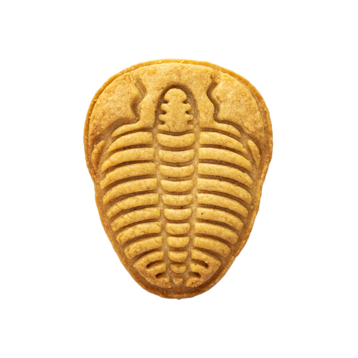 sacsackyoto's tweet image. #三葉虫 は有名な#化石 生物の一つで、無脊椎動物・節足動物に属しています。体は扁平で、1~10cmのものが一般的ですが、大きなものでは70cmに達するものもあります。
#trilobite #Fossil #示準化石 #カンブリア #Cambrian #学問 #地質学 #古生物学 #進化学 #生物 #歴史 #動物 #地学・地質学 #古生代