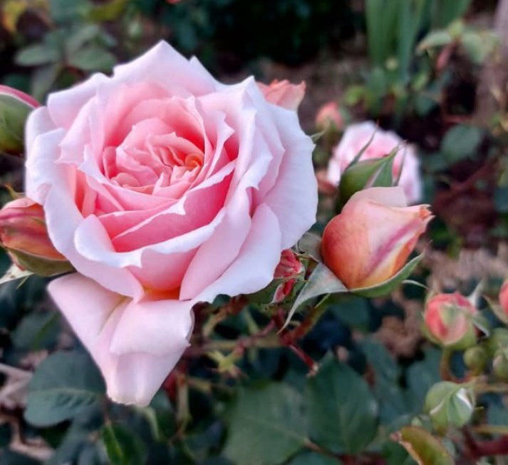 ♡ オシャレなホンダジョーカー50実働原付 富山、石川、金沢 アメリカン