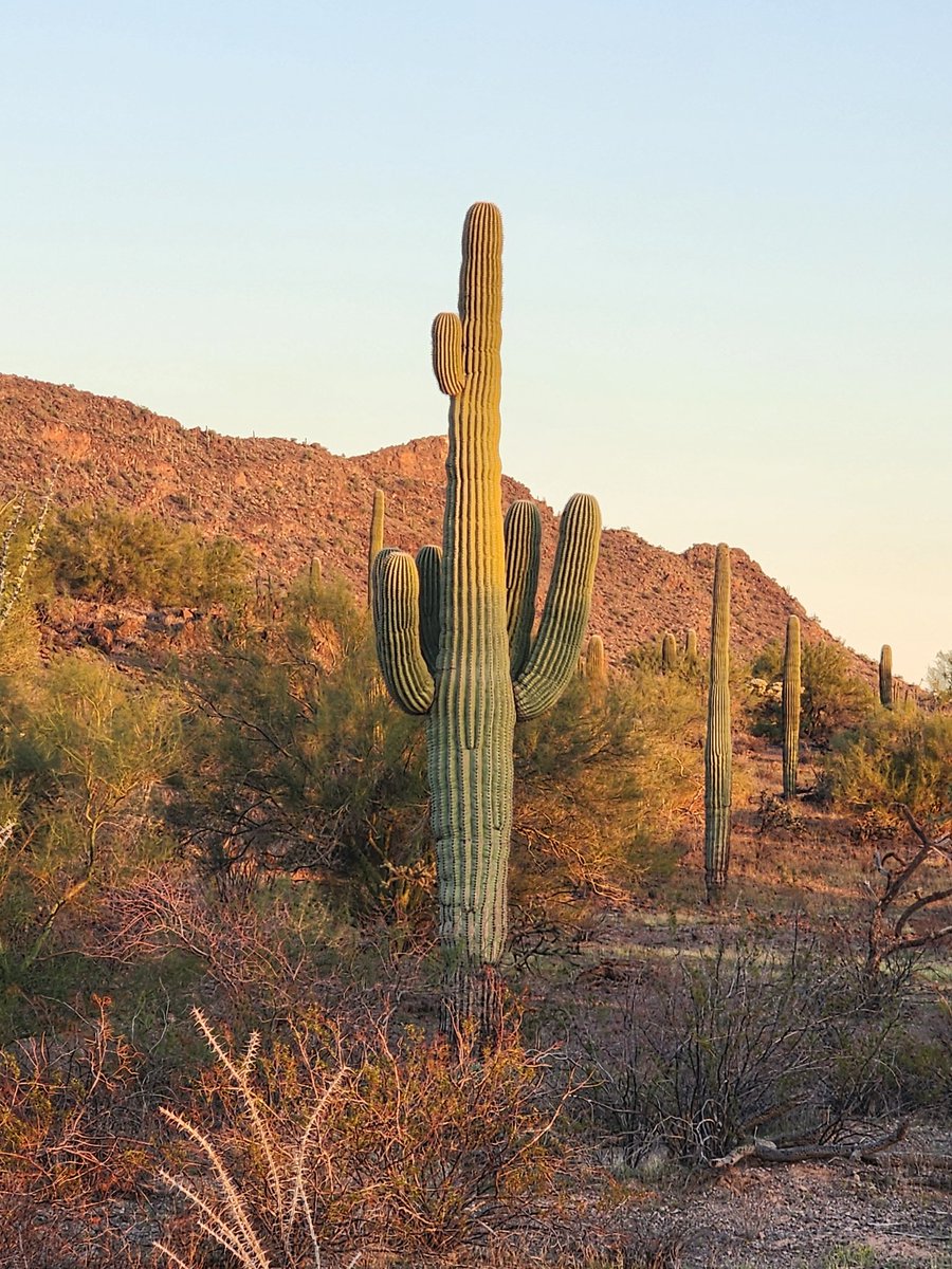 Dialectic Flowers Official tweet media