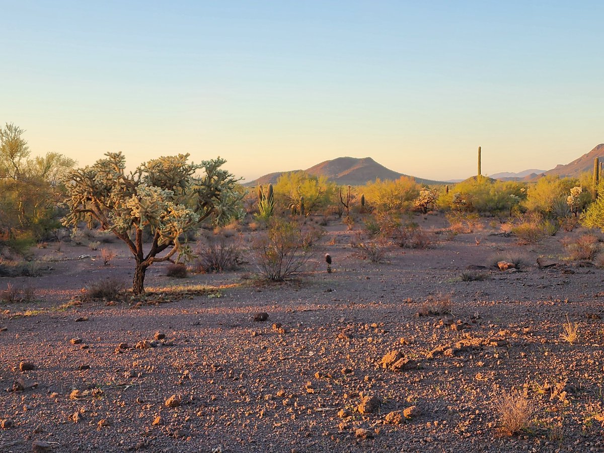 Dialectic Flowers Official tweet media