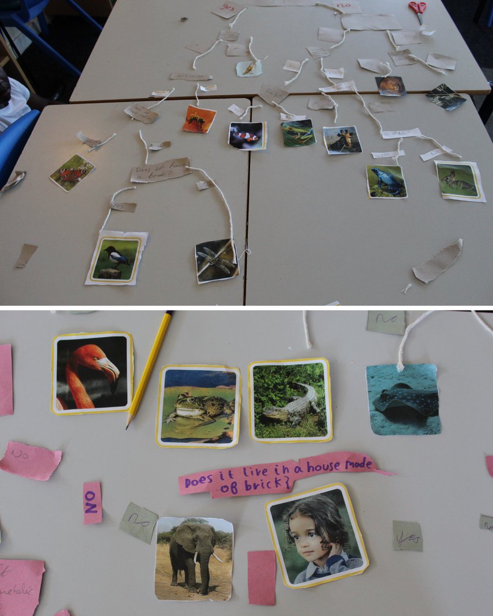 SharpLaneLeeds's tweet image. 🧠🦋 Science in Year 4! 🐾🔬

Year 4 have been exploring animal classification grids. They worked together to come up with interesting questions to help sort different animals, then tested them out by creating their own grids! 

#SharpLaneSchool #CuriousMinds #CreativeCurriculum