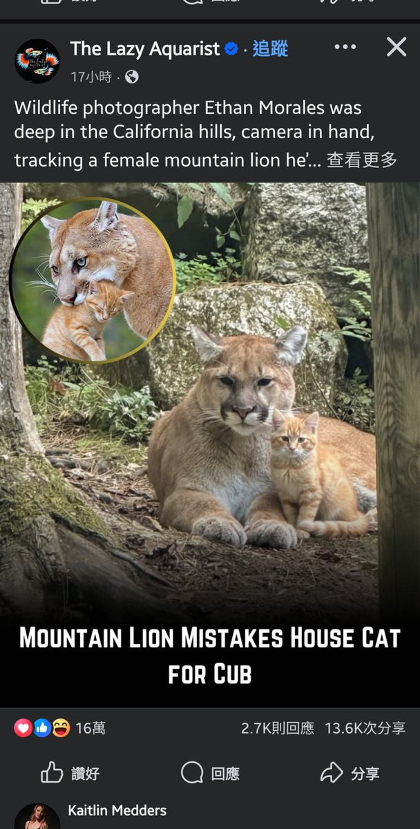 minicooly大粒露 tweet media