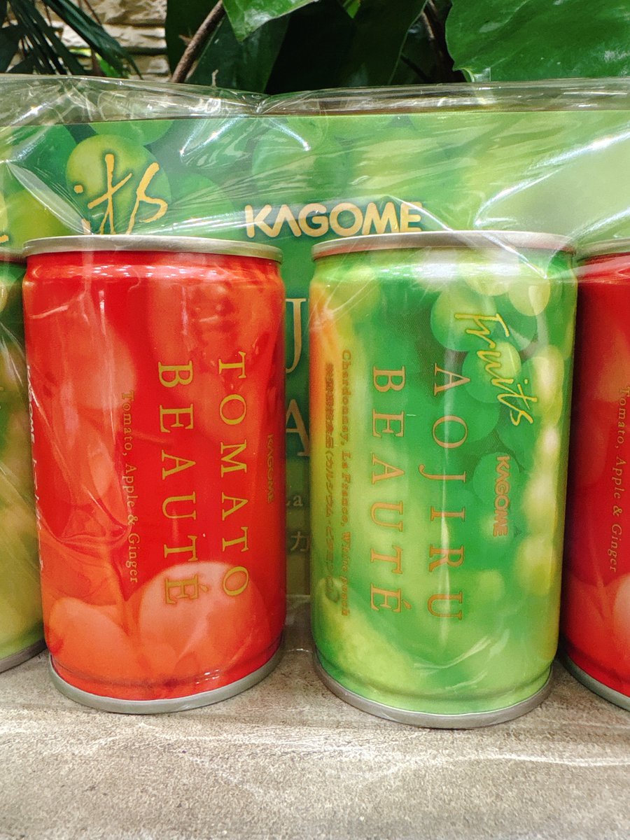 変葉木さま専用 チャメドレア プルモーサ 現品 超大株 高性