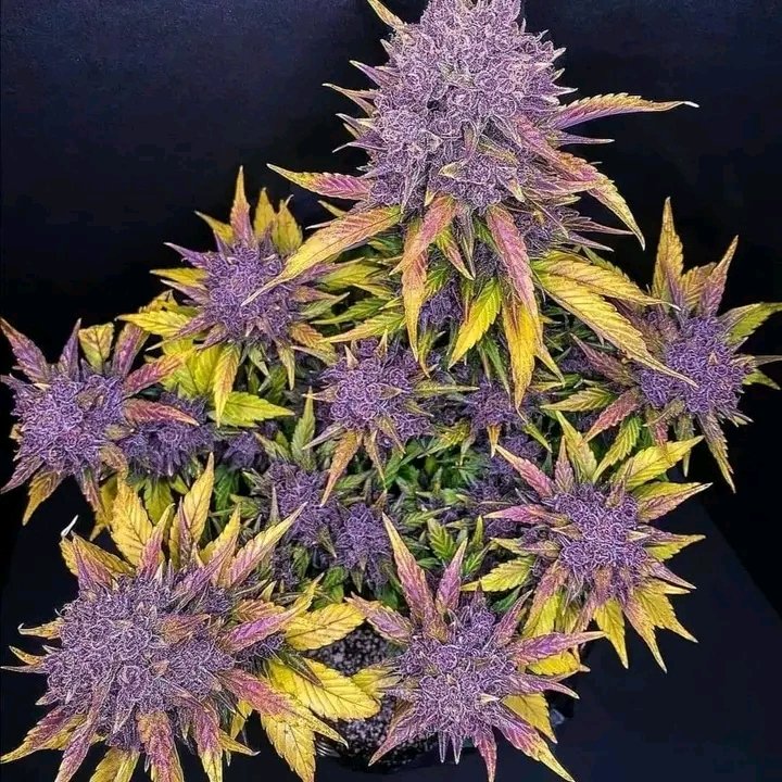 kadesmith988's tweet image. purple lemonade😍