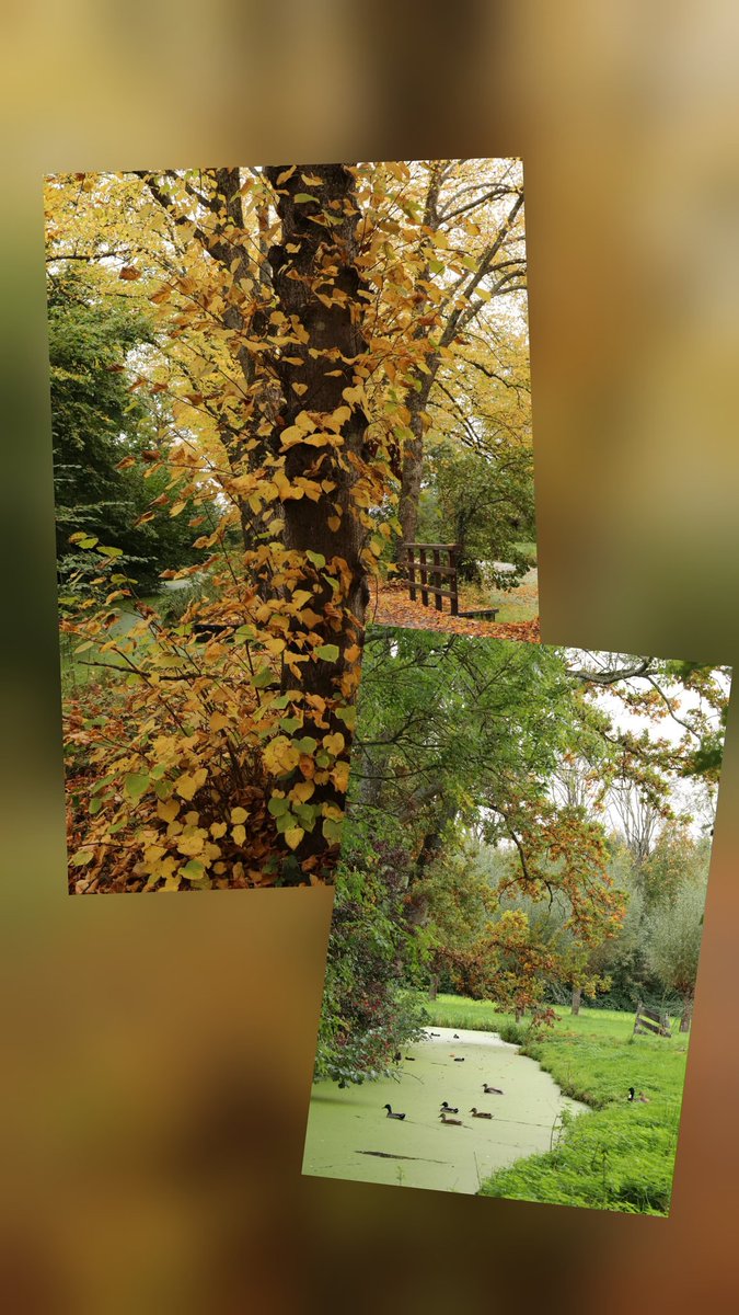 korte_rita's tweet image. Hello Captain, wishing you a good day too 🍂🍂