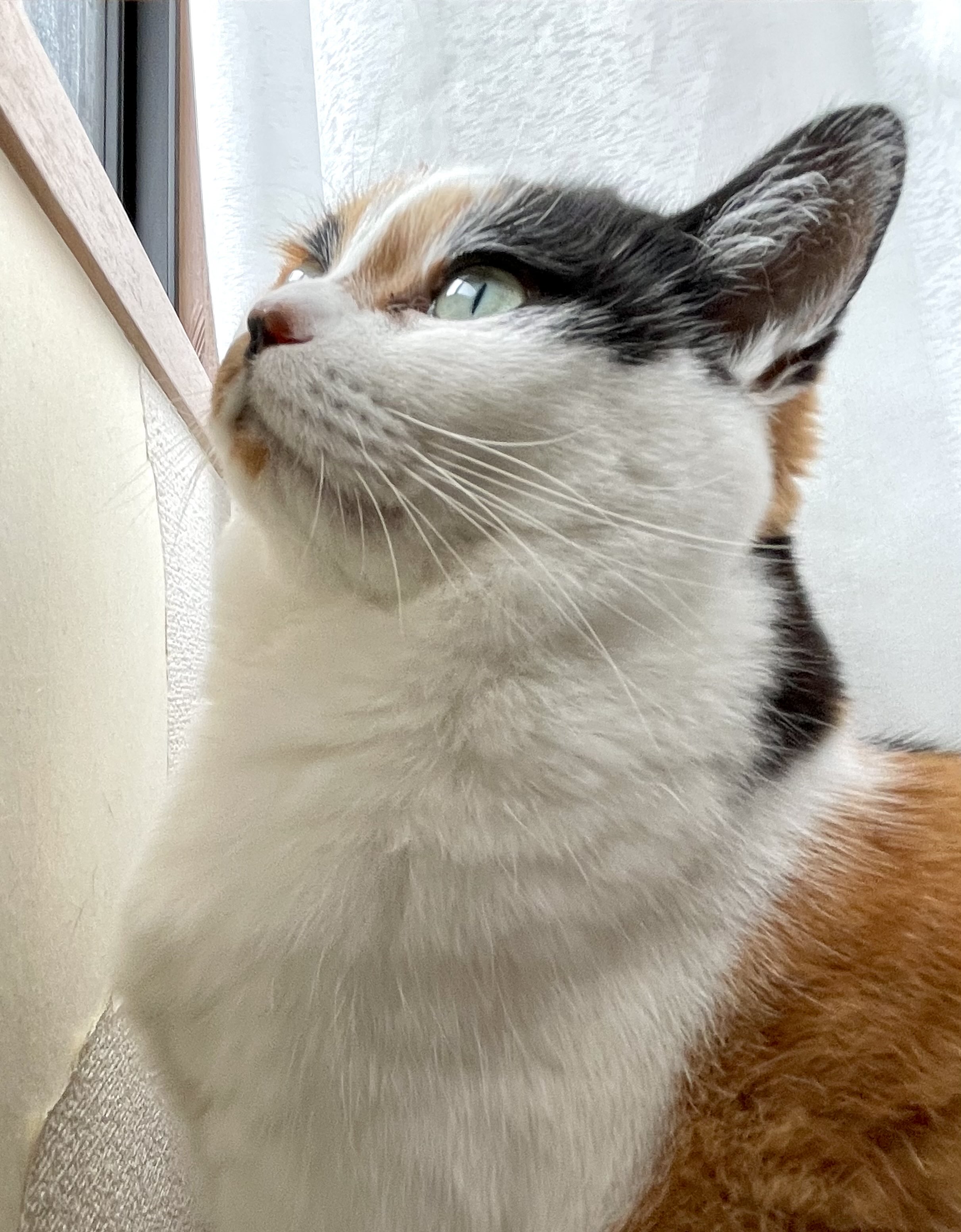 にゃんころもち にゃんころもち (@sakura_nyancolo) / X