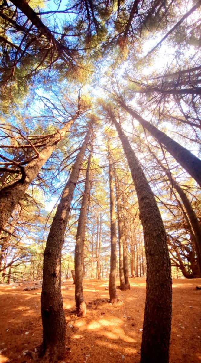 صباح الخير 🇱🇧♥️