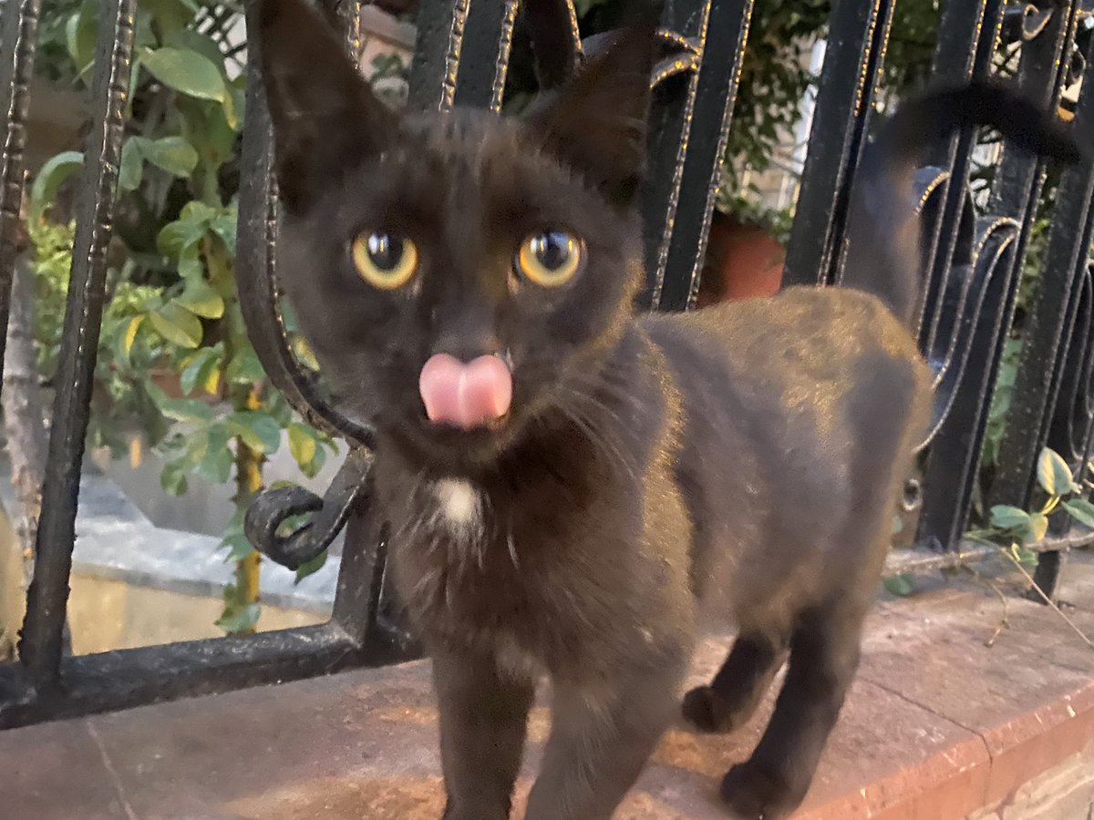 Dün sokakta çektiğim kedi 😛