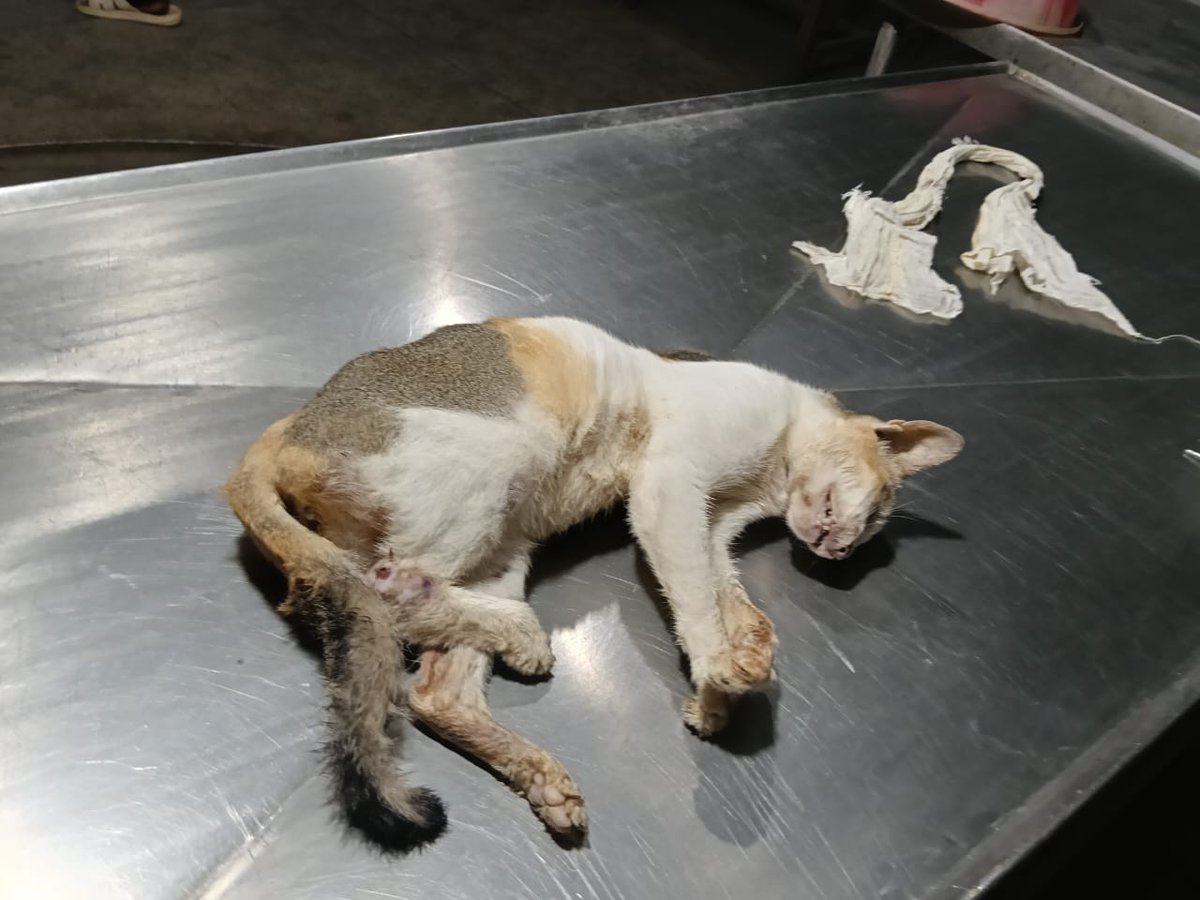 JustBFriendly's tweet photo. Rabies Alert: Geetanagar, Ghy
7 Oct-A rabies case has been confirmed in a cat that bit two people. The cat tested rabies positive at Khanapara Vet College.
Bite victims have received PEP.
Report strange animal behavior: 97060 49585
Vaccinate your pets.

#RabiesAlert #OneHealth https://t.co/pTZm0inSfc