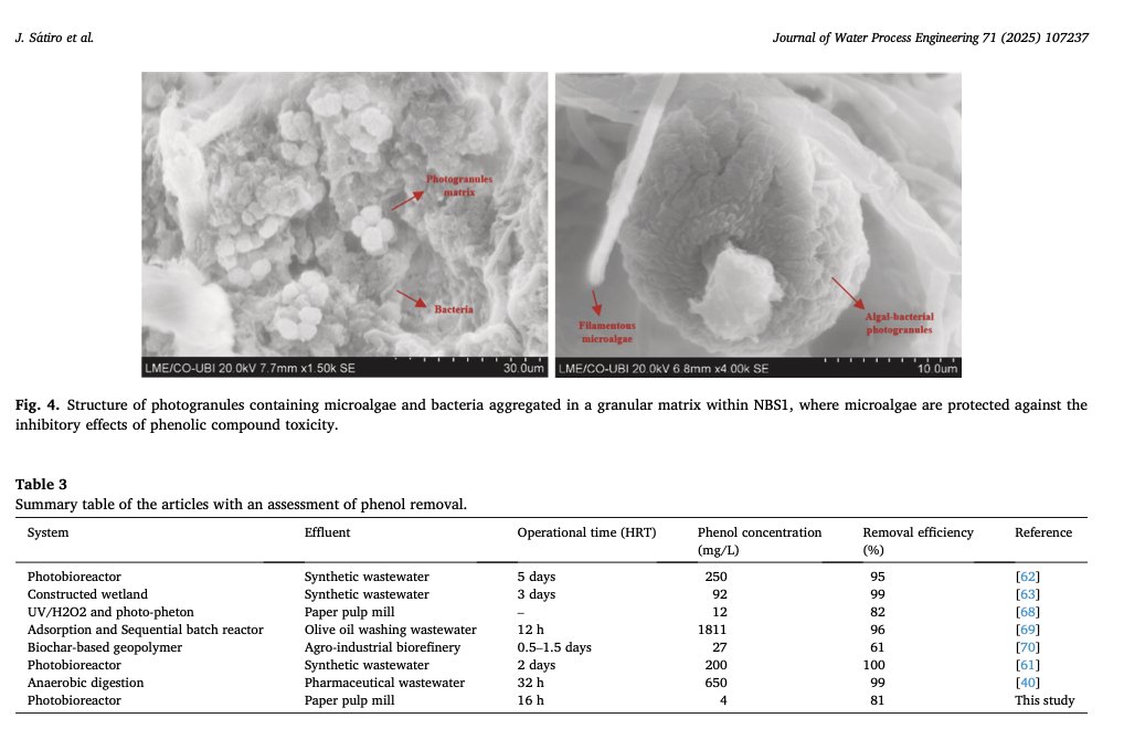 ♻️ Harnessing Nature to Clean Industry: A Breakthrough for Paper Pulp Wastewater! 
This research <a href="/UBI_pt/">Univ. Beira Interior</a> shows how a hybrid (PBR+CW) can effectively treat challenging industrial effluent.

doi.org/10.1016/j.jwpe…

#WastewaterTreatment #CircularEconomy #PaperPulp #GreenTech #NbS