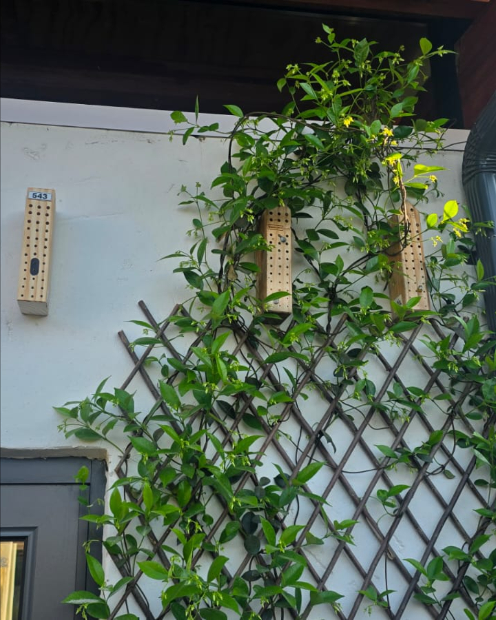 SolidGreen_SA's tweet photo. First 🐝 in our BEE hotel at Solid Green Consulting.

@jozibeehotelproject

#SolidGreen #BeeHotel #Environment https://t.co/bibWWSjhsN
