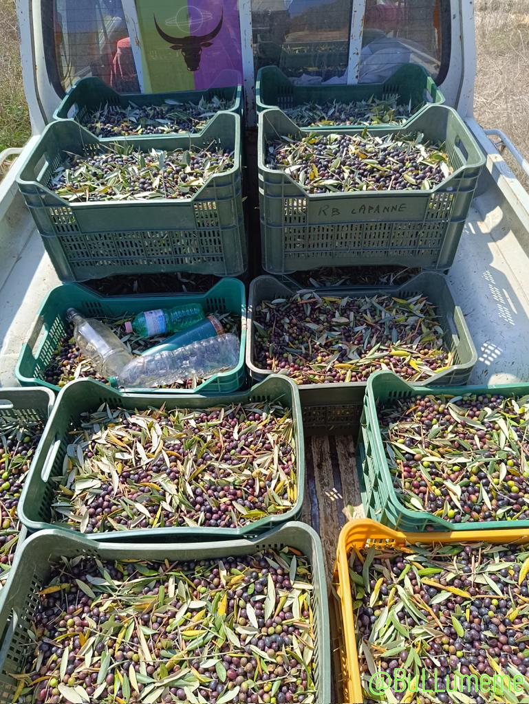 We are silent.. Priority goes in other spaces..
It's olive time around here...
And that cuts most other things out!
Thanks for staying!!
                                        ..still in Sitting Bullu mode