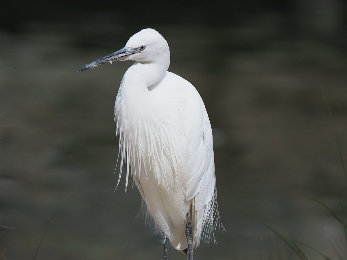 implausibleblog's tweet image. Good morning, proper Birdworld vibes to start the day 😀
Happy Wednesday ☺️