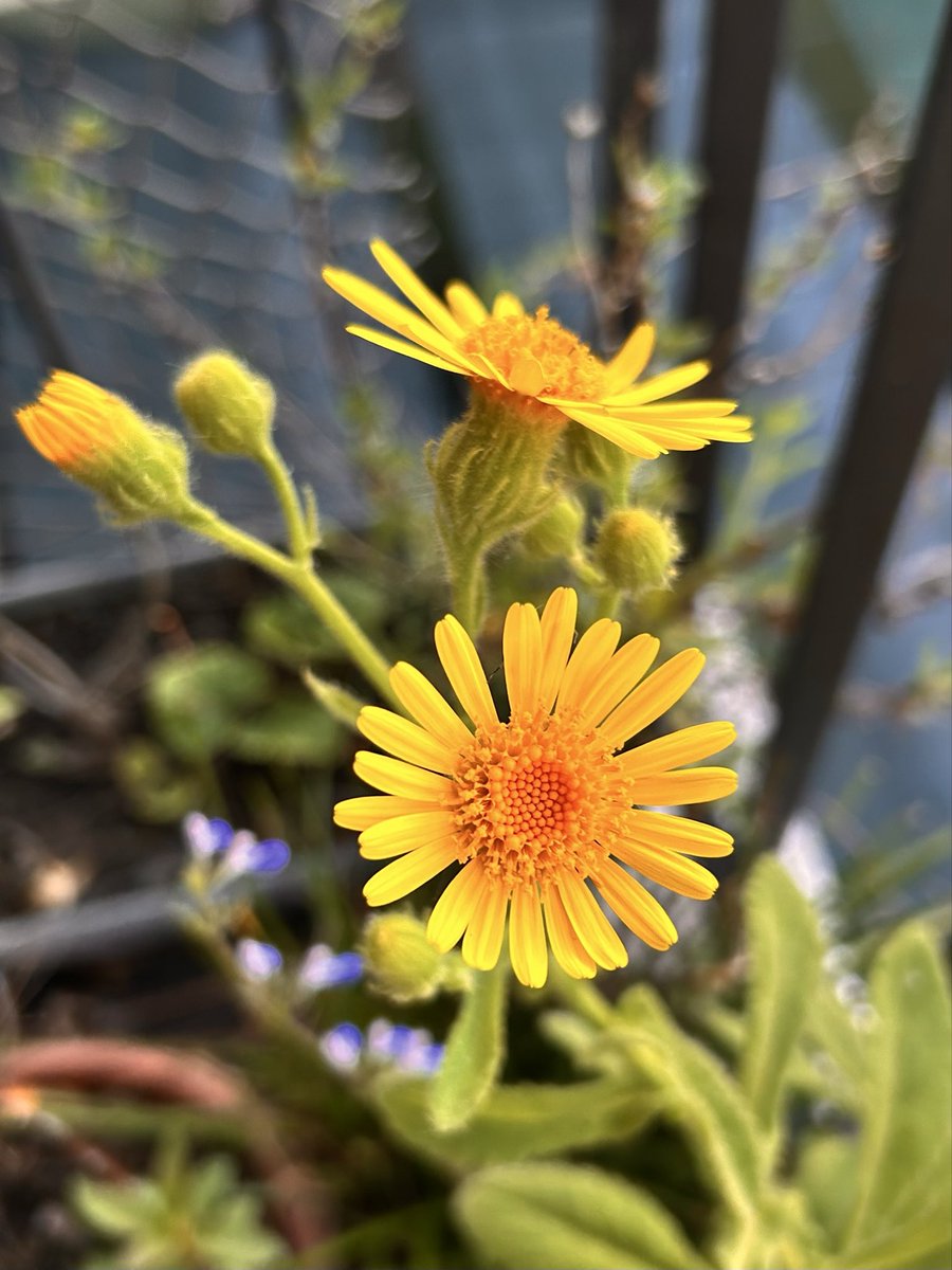 paisajeante's tweet photo. Plantas nativas rioplatenses para tener en tu balcón urbano: malvavisco (Sphaeralcea bonariensis), margarita del campo (Senecio selloi), siete sangrías (Cuphea fruticosa) y salvia rastrera (Salvia procurrens). https://t.co/lPEWZfMLLr