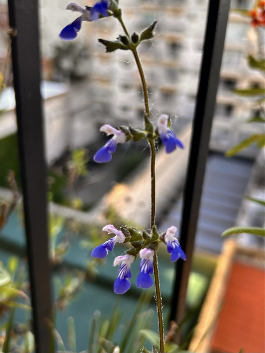 Plantas nativas rioplatenses para tener en tu balcón urbano: malvavisco (Sphaeralcea bonariensis), margarita del campo (Senecio selloi), siete sangrías (Cuphea fruticosa) y salvia rastrera (Salvia procurrens).