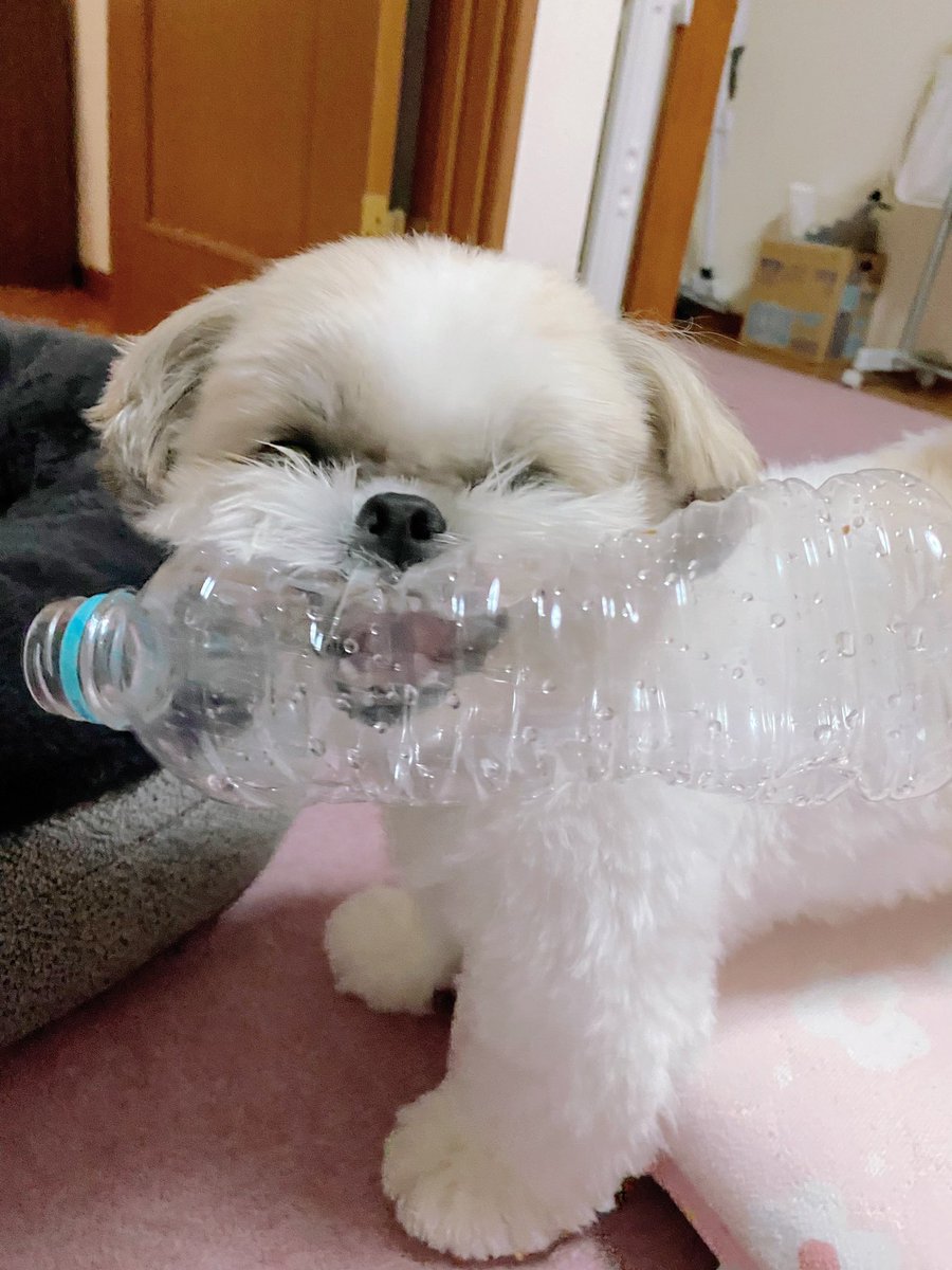 シーズー🍑ももちゃ🍑 (@_momo_0710_) / Posts / X