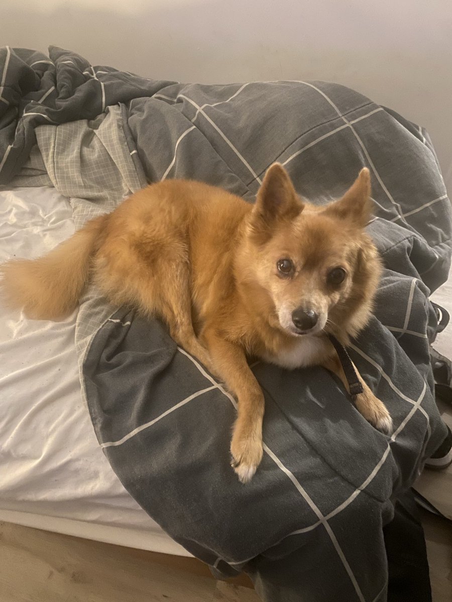 MaxHenderson273||PNGTUBER tweet media