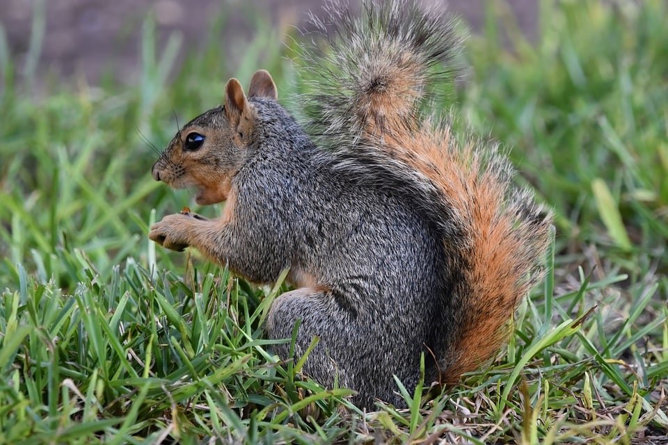 Squirrel
#wildlife #photography