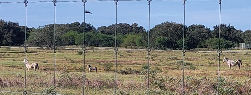 My son and I remodel homes in S. TX. We are working on a ranch and in the last few days we have seen many deer, wild turkeys and a five foot black snake in the road.

Seeing these beauties on the way to work is a great start to the day.