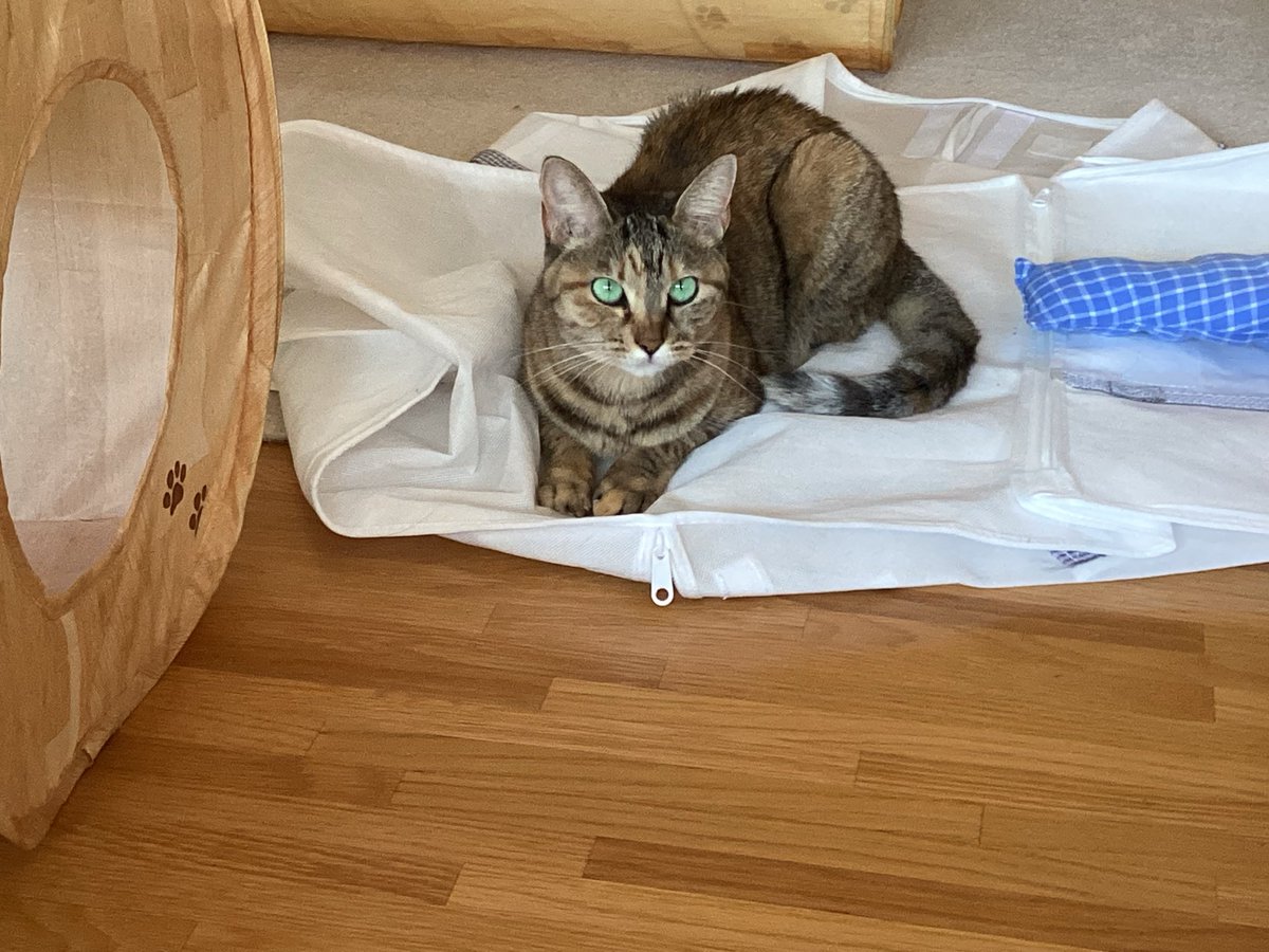 👒麦わらねこViviさん (@chibikiji) / Posts / X