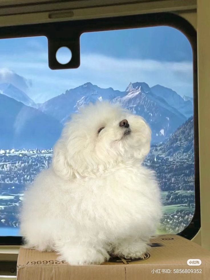 twaniimals's tweet photo. https://t.co/attSa3YUiC