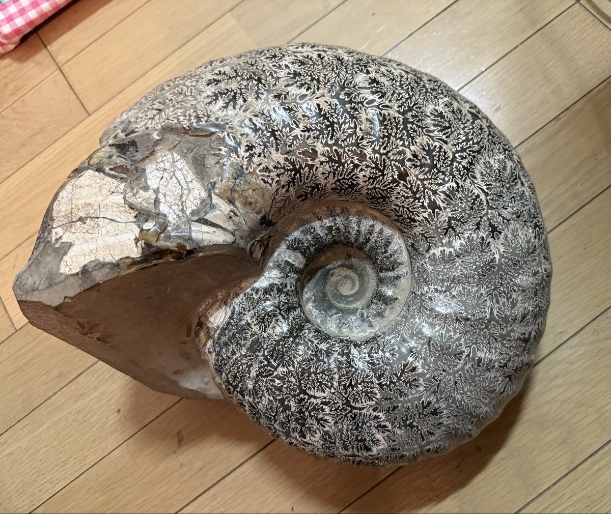 意外かもしれませんが初めて北海道産アンモナイトを購入しました 